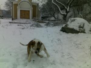 Прикачена снимка