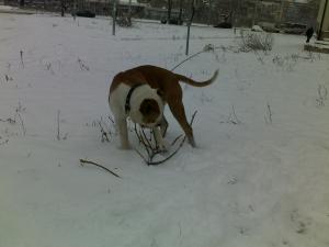 Прикачена снимка