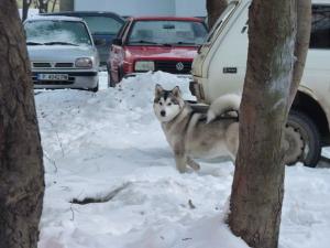 Прикачена снимка