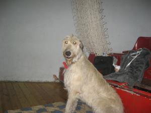 Прикачена снимка