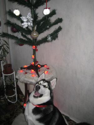 Прикачена снимка