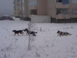 Прикачена снимка
