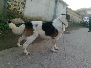 Прикачена снимка