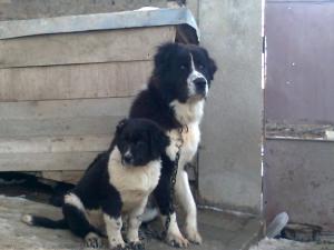 Прикачена снимка