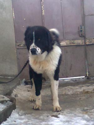 Прикачена снимка
