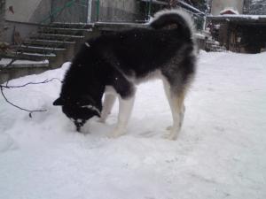 Прикачена снимка
