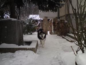 Прикачена снимка