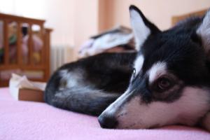 Прикачена снимка