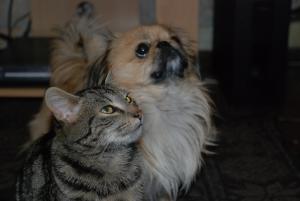 Прикачена снимка
