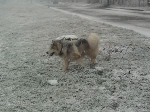 Прикачена снимка