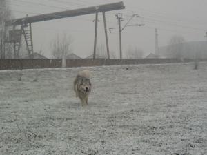 Прикачена снимка
