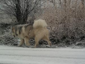 Прикачена снимка