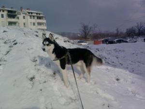 Прикачена снимка