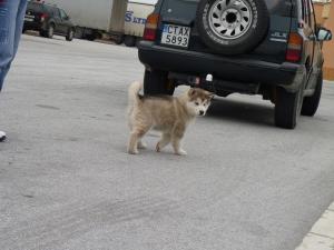 Прикачена снимка