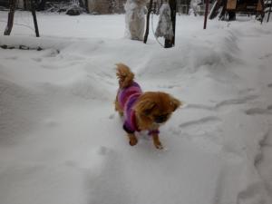 Прикачена снимка
