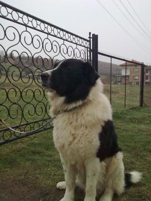 Прикачена снимка