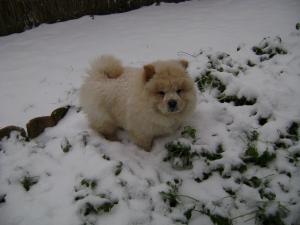 Прикачена снимка