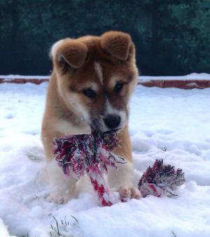 Прикачена снимка