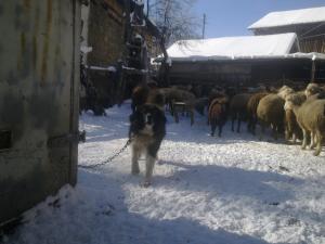 Прикачена снимка