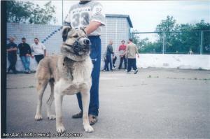 Прикачена снимка