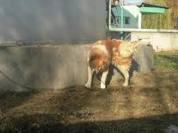 Прикачена снимка
