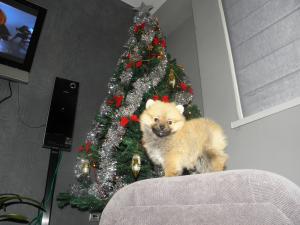 Прикачена снимка