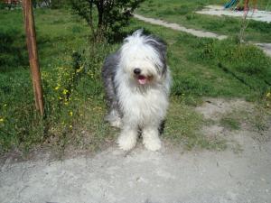Прикачена снимка