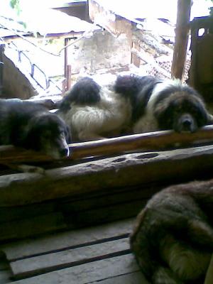 Прикачена снимка