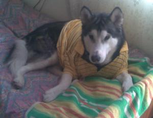 Прикачена снимка