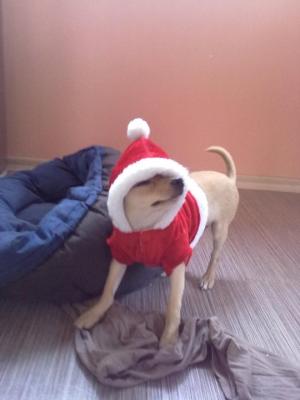 Прикачена снимка