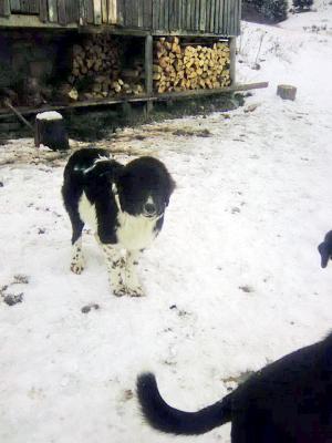 Прикачена снимка