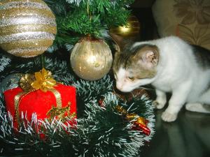 Прикачена снимка