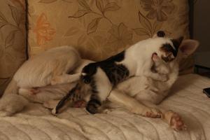 Прикачена снимка