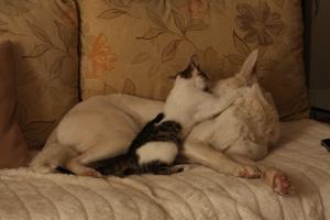 Прикачена снимка