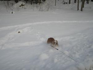 Прикачена снимка
