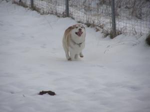 Прикачена снимка