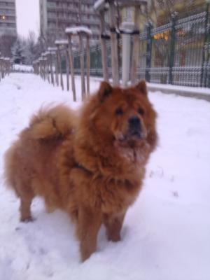 Прикачена снимка