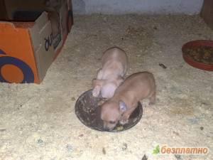 Прикачена снимка