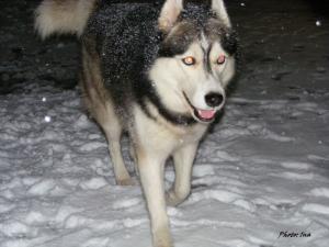 Прикачена снимка