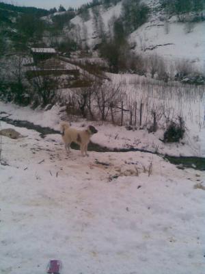 Прикачена снимка