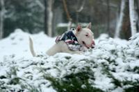 Прикачена снимка
