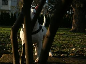 Прикачена снимка
