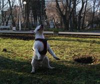 Прикачена снимка
