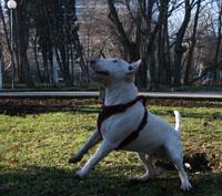 Прикачена снимка