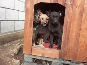 Прикачена снимка