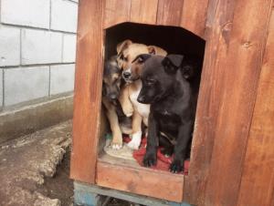 Прикачена снимка