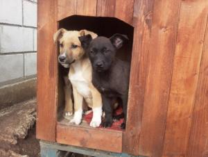 Прикачена снимка