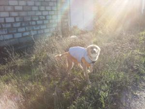 Прикачена снимка