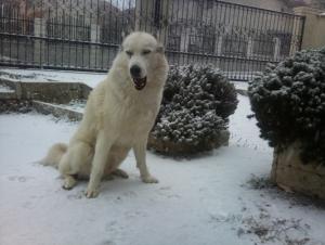 Прикачена снимка