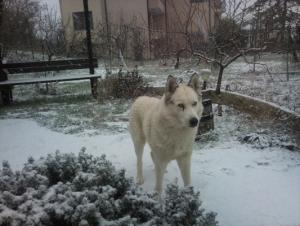 Прикачена снимка